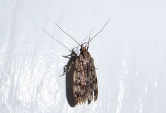 Barea exarcha