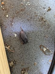 Pterohelaeus peltatus