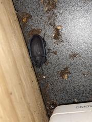 Pterohelaeus peltatus