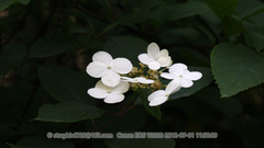 Hydrangea bretschneideri