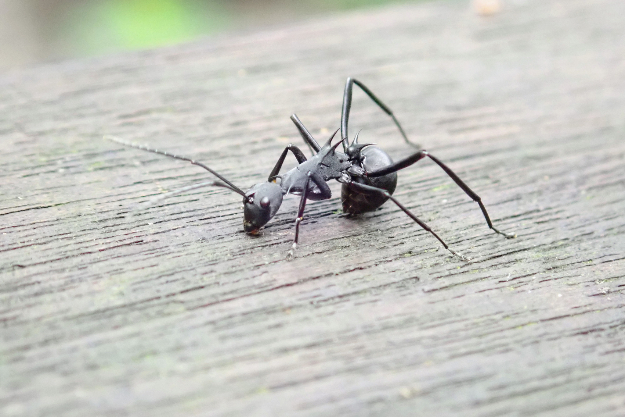 Polyrhachis abdominalis