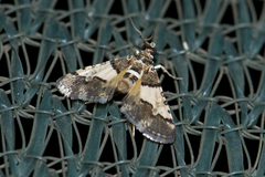 Nacoleia mesochlora