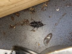 Pterohelaeus peltatus