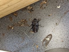 Pterohelaeus peltatus