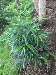 Elaeodendron orientale