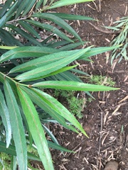 Elaeodendron orientale