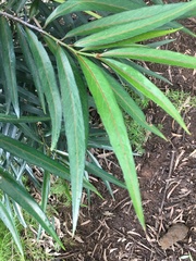 Elaeodendron orientale