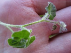 Lobelia ardisiandroides
