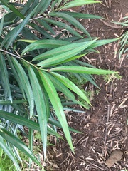 Elaeodendron orientale