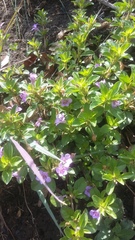 Dyschoriste microphylla