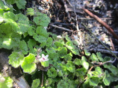 Lobelia ardisiandroides