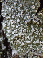 Pertusaria subambigens