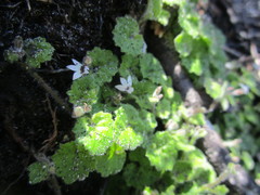 Lobelia ardisiandroides