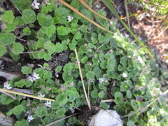 Lobelia ardisiandroides