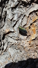 Buprestinae