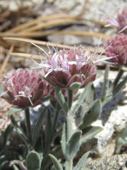 Monardella australis cinerea