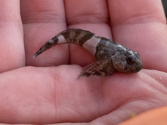 Clinocottus globiceps
