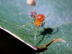 Theridion zonulatum