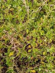 Tetragonia implexicoma