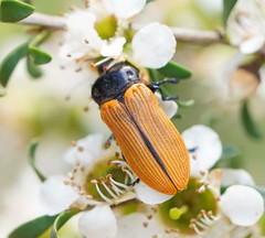 Castiarina rufipennis
