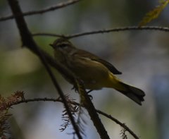 Setophaga palmarum palmarum