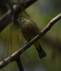 Setophaga palmarum palmarum