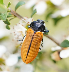 Castiarina rufipennis
