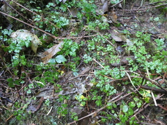 Coptis aspleniifolia