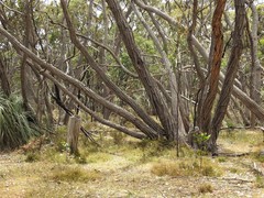 Eucalyptus baxteri