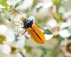 Castiarina rufipennis