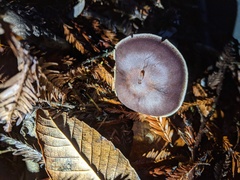 Cortinarius cisqhale
