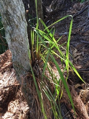 Dianella nigra