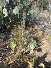 Setaria macrostachya