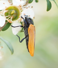 Castiarina rufipennis