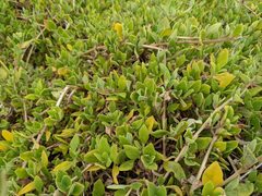 Tetragonia implexicoma