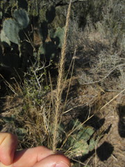 Setaria macrostachya