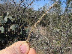 Setaria macrostachya