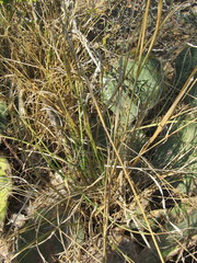 Setaria macrostachya