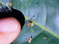 Theridion zonulatum