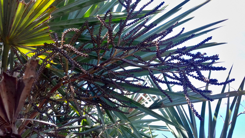 Brahea decumbens, photograph 4