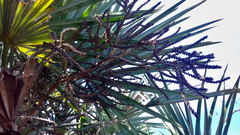 Brahea decumbens, photograph (c) Oscar Israel Rodríguez Ortiz, some rights reserved (CC BY)