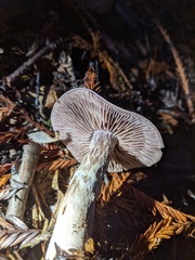 Cortinarius cisqhale
