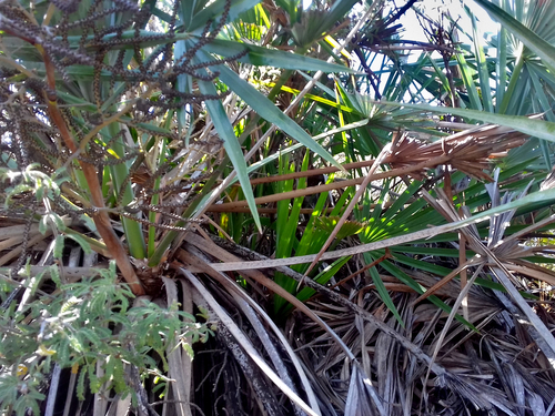 Brahea decumbens, photograph 5