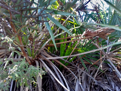 Brahea decumbens, photograph (c) Oscar Israel Rodríguez Ortiz, some rights reserved (CC BY)