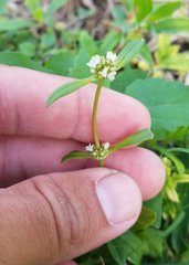 Spermacoce verticillata