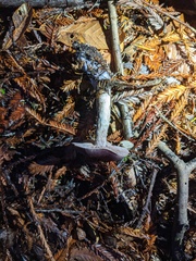 Cortinarius cisqhale