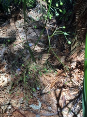 Dianella nigra