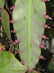 Rhipsalis elliptica