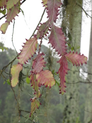 Rhipsalis elliptica