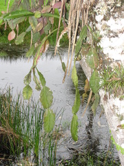 Rhipsalis elliptica